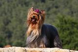 YORKSHIRE TERRIER 532